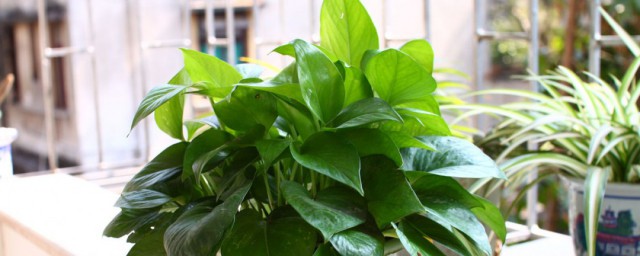 绿萝怎么爬墙(绿萝怎么爬墙上好看图片)