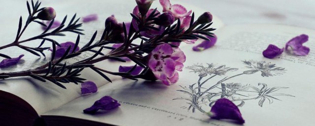 旦读法(旦怎么读什么意思)