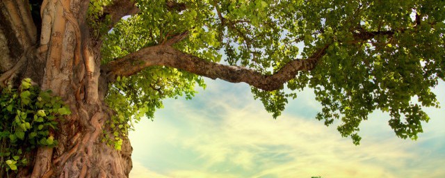 关于树秀于林风必摧之的另一句(木秀于林风必摧之的前一句是什么)