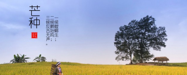 芒种的简介(芒种的简介100个字)