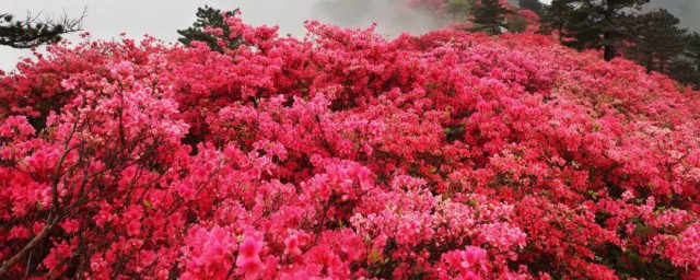 映山红资料有哪些(啥啥的映山红)