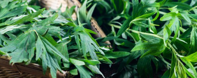 艾有啥作用(艾有何作用)