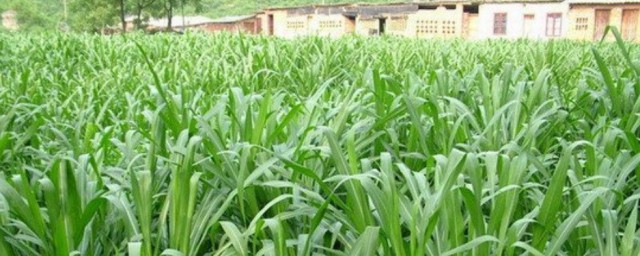 皇竹草如何用来储存(皇竹草怎么青储)