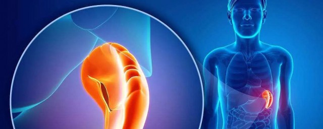 脾作用介绍(脾的作用与功能主治)