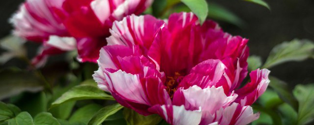 牡丹的历史传说(关于牡丹的历史)