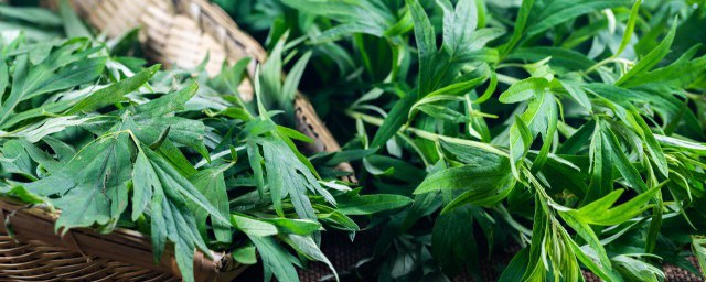 艾草的作用(艾草的作用与功效与禁忌)