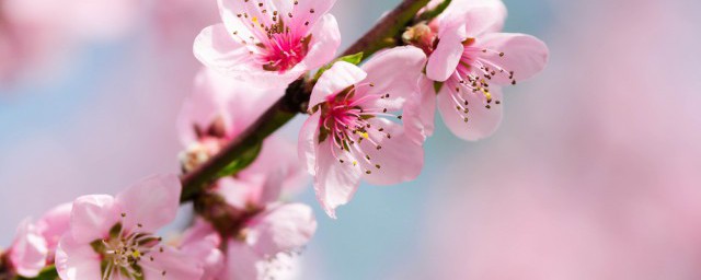 林芝市花是啥(林芝市花店)