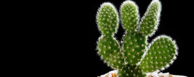 盘点十大镇宅辟邪的植物(最旺宅辟邪的植物)