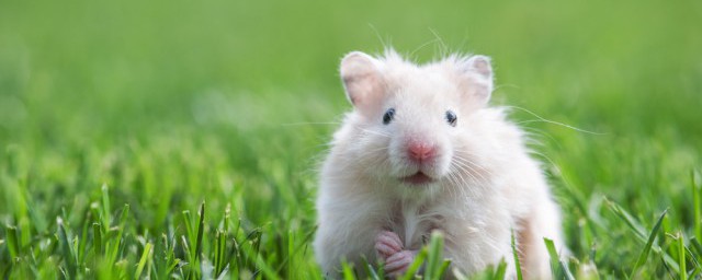 新买的仓鼠养殖注意事项(新买来的仓鼠要注意什么)