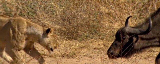 步步紧逼简单释义