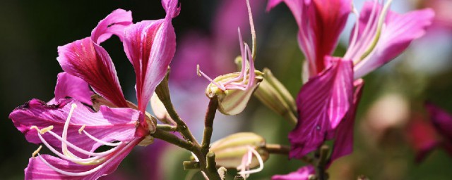 关于紫荆花的功效与作用(紫荆花有什么用处?)