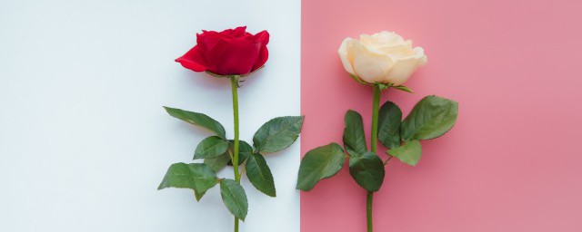 有关赠人玫瑰手留余香相近的哲理句子(跟赠人玫瑰手留余香相近的名言)