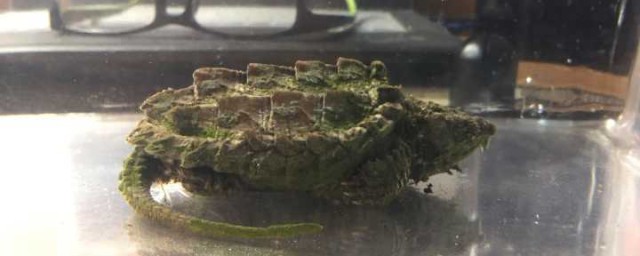 养鳄龟注意事项(养小鳄龟的注意事项)