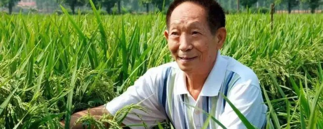 袁隆平的主要事迹内容简介(袁隆平的事迹简要介绍)