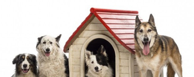 狗狗拉肚子了如何做(狗狗拉肚子怎么搞)