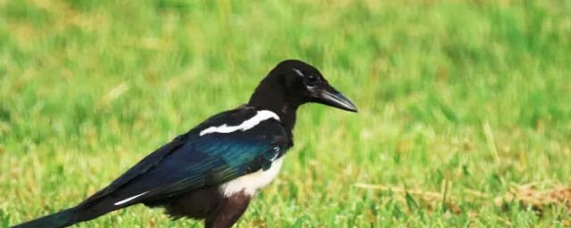 老鸹和喜鹊的区别有哪些(鹊鸲和喜鹊有什么区别)