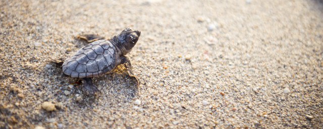 刚出生的乌龟在饮食方面要注意什么(刚出生的乌龟要吃东西吗)