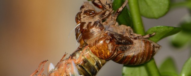 金蝉的种植方法是什么(金蝉怎么种植养殖)