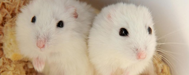 刚断奶的仓鼠可以不吃什么东西(仓鼠没断奶可以喝牛奶吗)