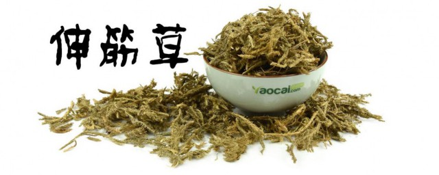 伸筋藤与伸筋草的区别是什么(松筋藤与伸筋草的区别)