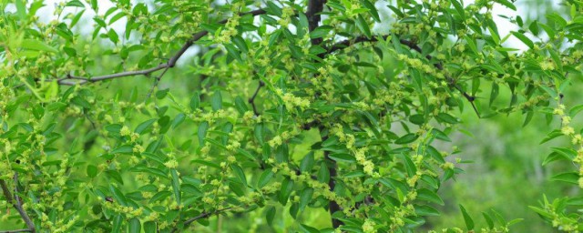 枣树是我们家的神仙树是什么的意思(我家门前有一颗大树,一颗是枣树,另外一颗也是枣树)