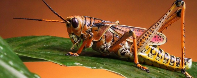 蚂蚱与蝗虫的不同(蝗虫跟蚂蚱区别)