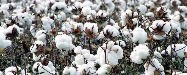 一千克棉花和一千克铁一样重吗(一千克的棉花比一千克的铁重吗)