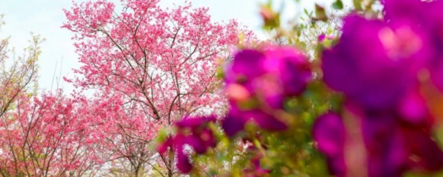 河源市花介绍(河源市花店)