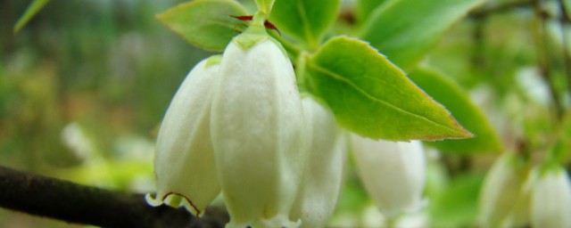 马醉木插水要注意什么(马醉木要放多少水)