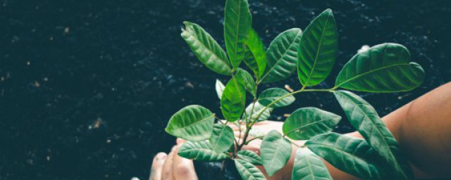 树的读音(树干的读音)