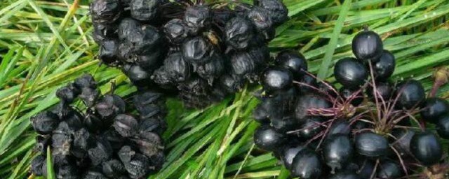 刺五加籽泡水喝的功效和禁忌有哪些(喝刺五加籽水的用处)