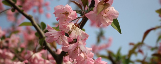 吹红了桃花吹绿了柳树歌曲(吹红了桃花吹绿了柳树)