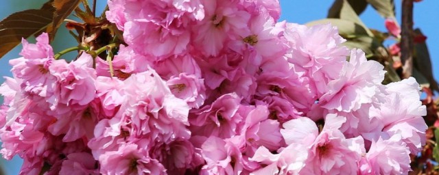 丹东市花介绍(辽宁丹东花店的电话号码)