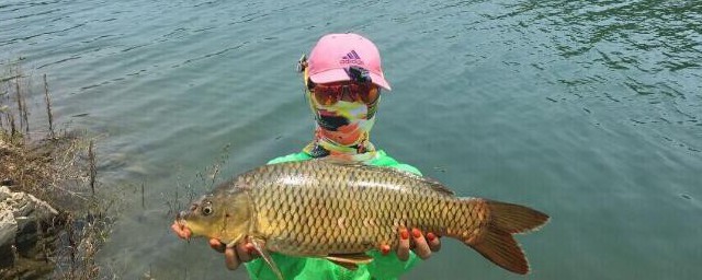 水库钓鲤鱼的技巧(水库的鲤鱼怎么钓)