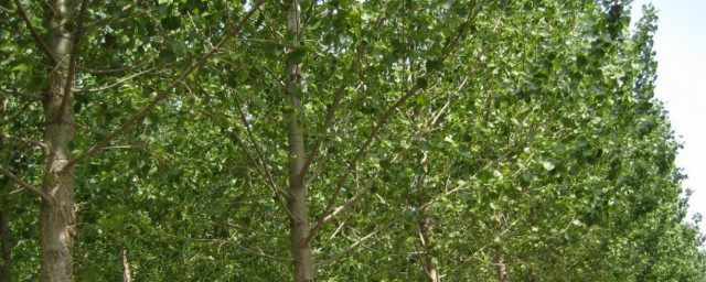 家里不能种的十种树是什么树(五种什么树不在家里种)