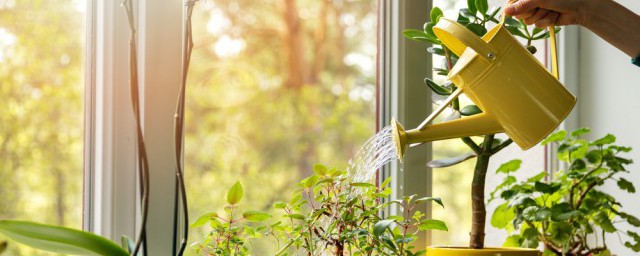 家中绿植选择的注意事项(家中必备的绿植)