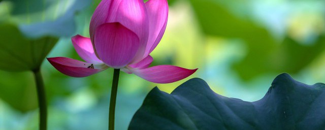 关于无穷碧和别样红的诗句(含有无穷碧和别样红的诗句)