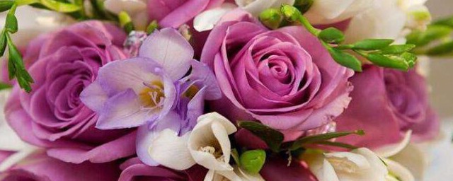 克拉玛依市花是啥(克拉玛依是市吗)