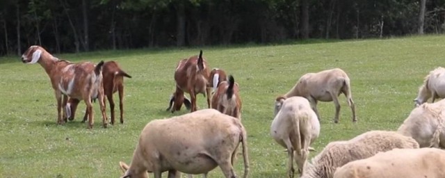 繁衍简单介绍(繁衍的简单意思)