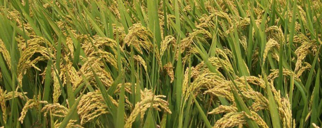 籼稻和粳稻的区别介绍(籼稻和粳稻是水稻的什么)