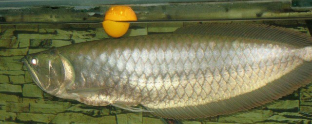 养鱼的十大妙招有什么(养鱼的最好方法是什么)