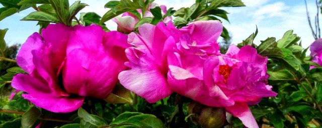 武威市花是什么花(宣威的市花是什么花)