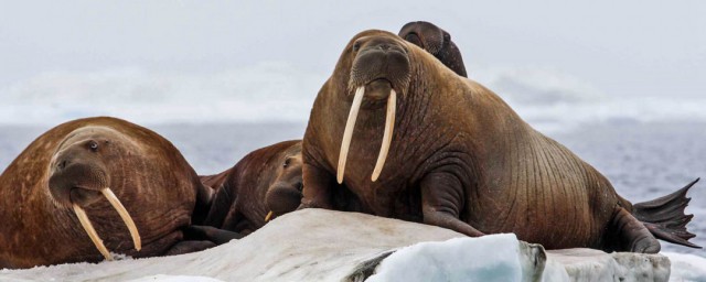 海象有什么特征(海象的形态特征是什么)