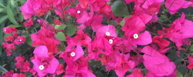 什么是海口市花(海口花市场)