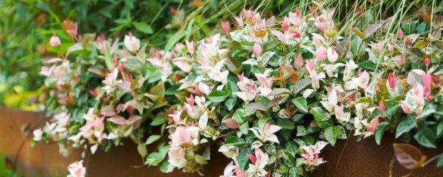 关于紫娇花的功效与作用介绍(紫花的功效与作用的功能与主治)