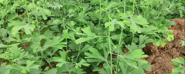 银杏树苗移种的最佳时间(银杏树最佳移植时间)