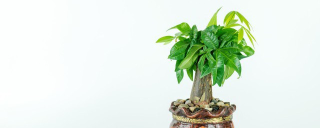 适合客厅养护的大型绿植大气美观又好养(适合客厅养的绿植或花卉)