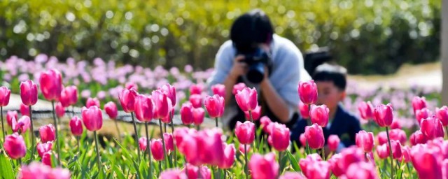 新余的市花是哪种(江西新余市花)