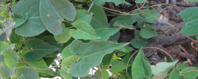 中药首乌藤有什么功效与作用(首乌藤的功效有哪些)