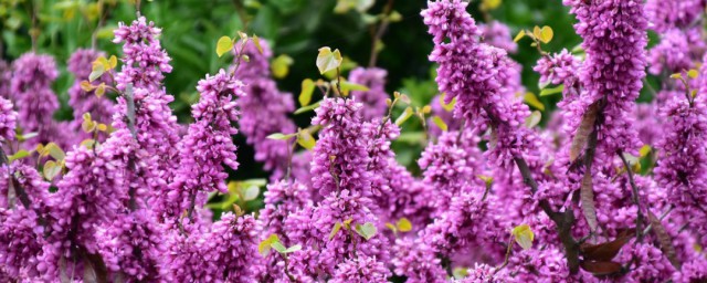 湛江市花(湛江市花卉市场)